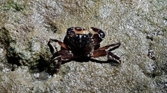 Pachygrapsus socius