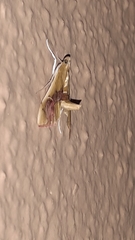 Agathodes ostentalis