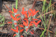 Castilleja arvensis