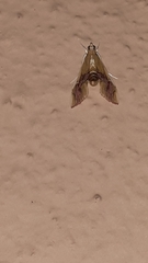 Agathodes ostentalis