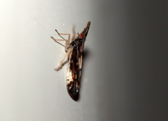 Terauchiana singularis