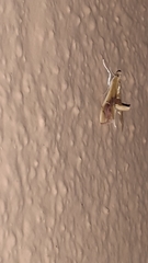 Agathodes ostentalis