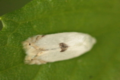 Pseudopostega auritella