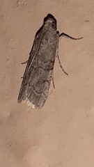 Lepidoptera