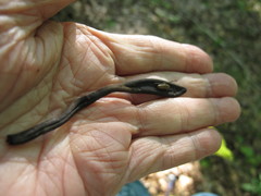 Geoglossum difforme