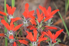 Castilleja arvensis