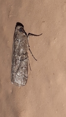 Lepidoptera