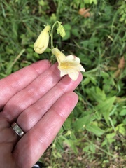 Digitalis grandiflora