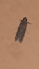 Lepidoptera