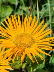 Pentanema orientale
