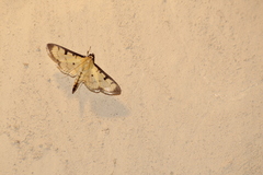 Ategumia