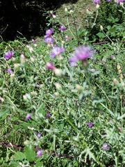 Centaurea paniculata