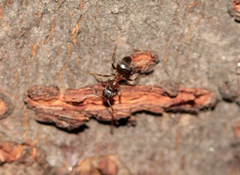 Lasius hayashi