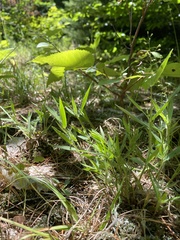 Dichanthelium meridionale