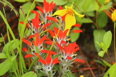 Castilleja arvensis