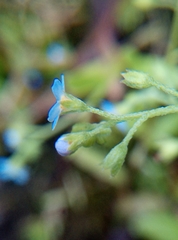 Myosotis cespitosa