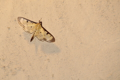 Ategumia