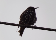 Sturnus vulgaris