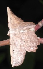 Euchlaena johnsonaria