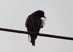 Sturnus vulgaris