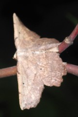 Euchlaena johnsonaria