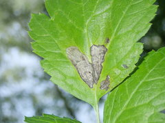 Phytomyza actaeae