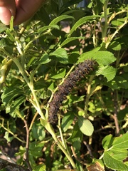 Hemileuca eglanterina