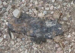 Talpa europaea