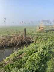 Phragmites australis