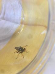 Pogonosoma maroccanum