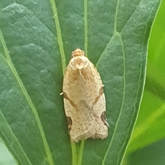 Paramesia gnomana