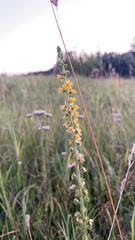 Agrimonia eupatoria