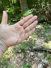 Melica smithii