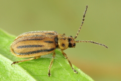 Ophraella notata