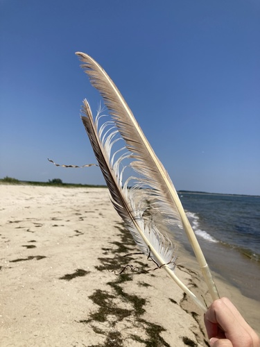 Plume de Pélican frisé