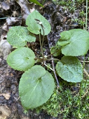 Viola selkirkii