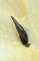 Conotelus obscurus