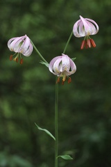 Lilium kelloggii