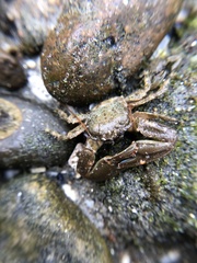 Petrolisthes cabrilloi