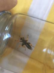 Pogonosoma maroccanum