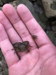 Petrolisthes cabrilloi