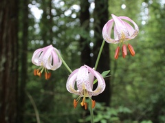 Lilium kelloggii