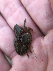 Petrolisthes cabrilloi