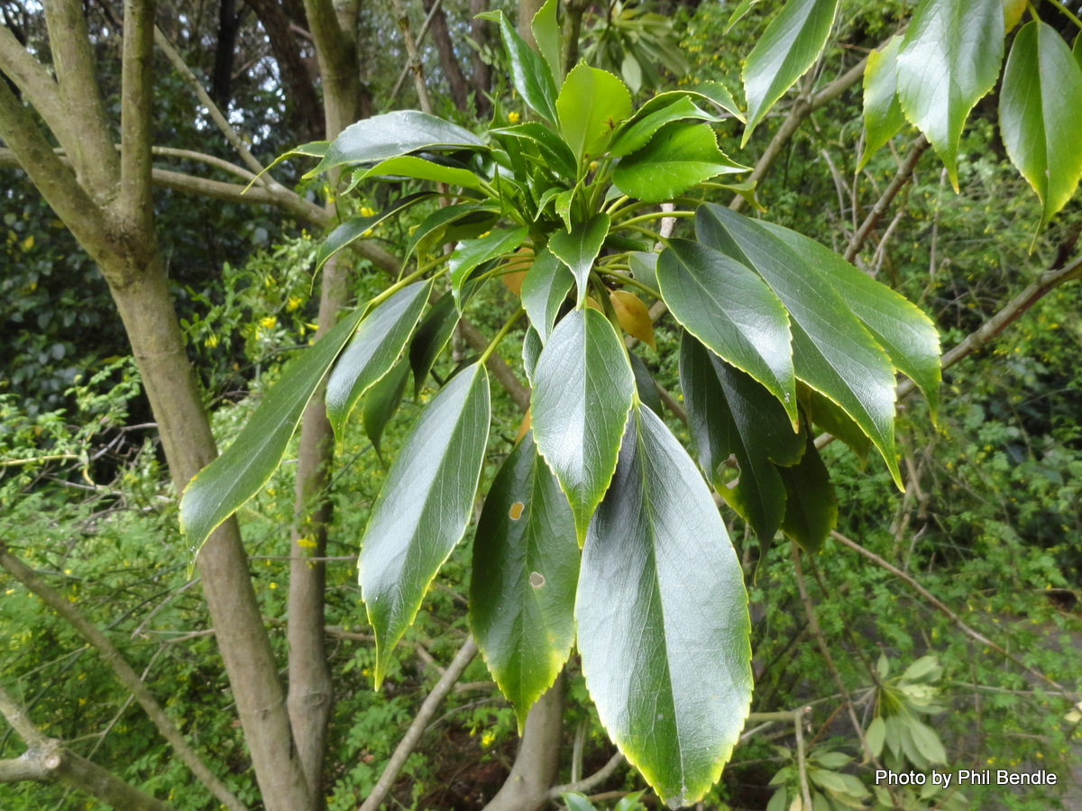 Trochodendraceae