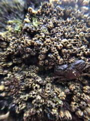 Petrolisthes cabrilloi