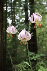 Lilium kelloggii