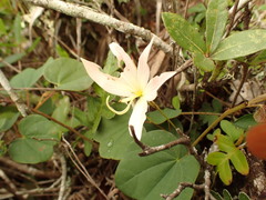 Bauhinia coulteri