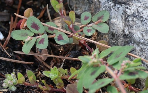 photo of Spotted Spurge (Euphorbia maculata)