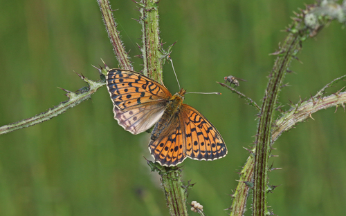 Lesser Marbled Fritillary photo 4