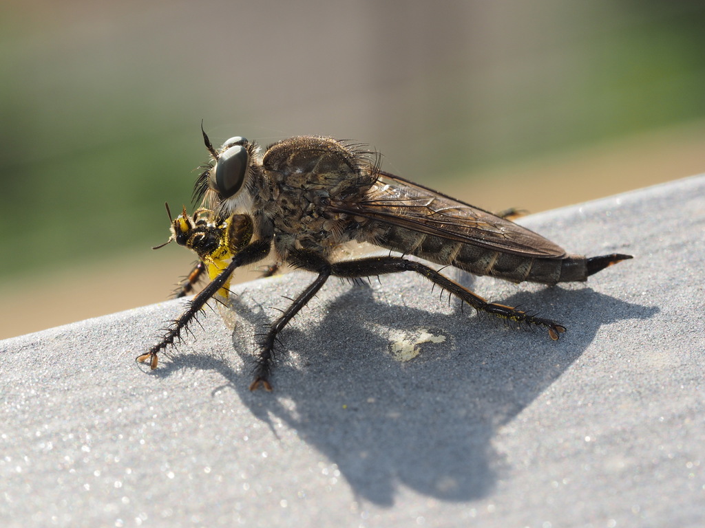 Machimus setibarbus
